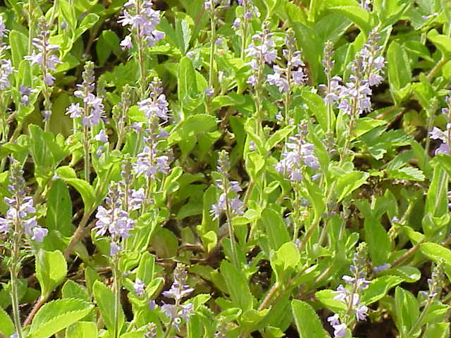 Veronica officinalis